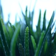 aloe-vera-277949_1920