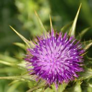 milk-thistle