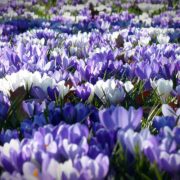 crocus-1261310_1280