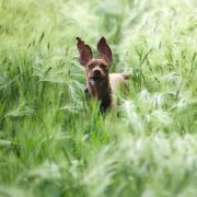 dog-in-the-barley-field-835690_1280