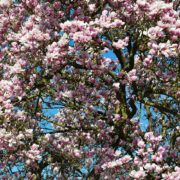 spring-211635_1280