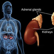 adrenal glands